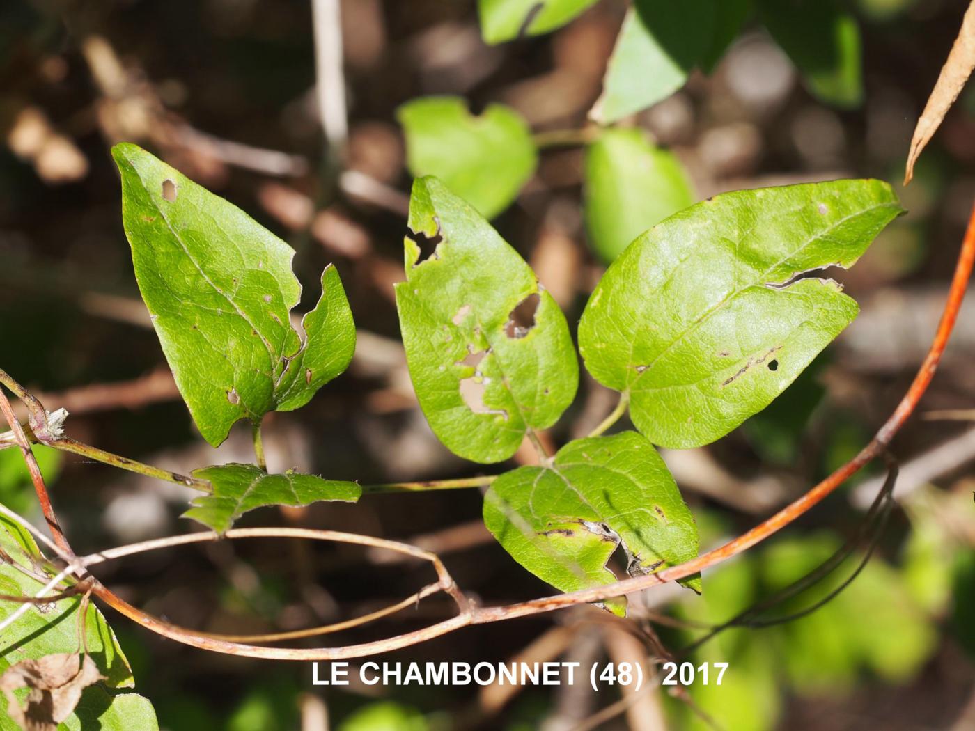 Vine, Russian (Silver-laced) leaf